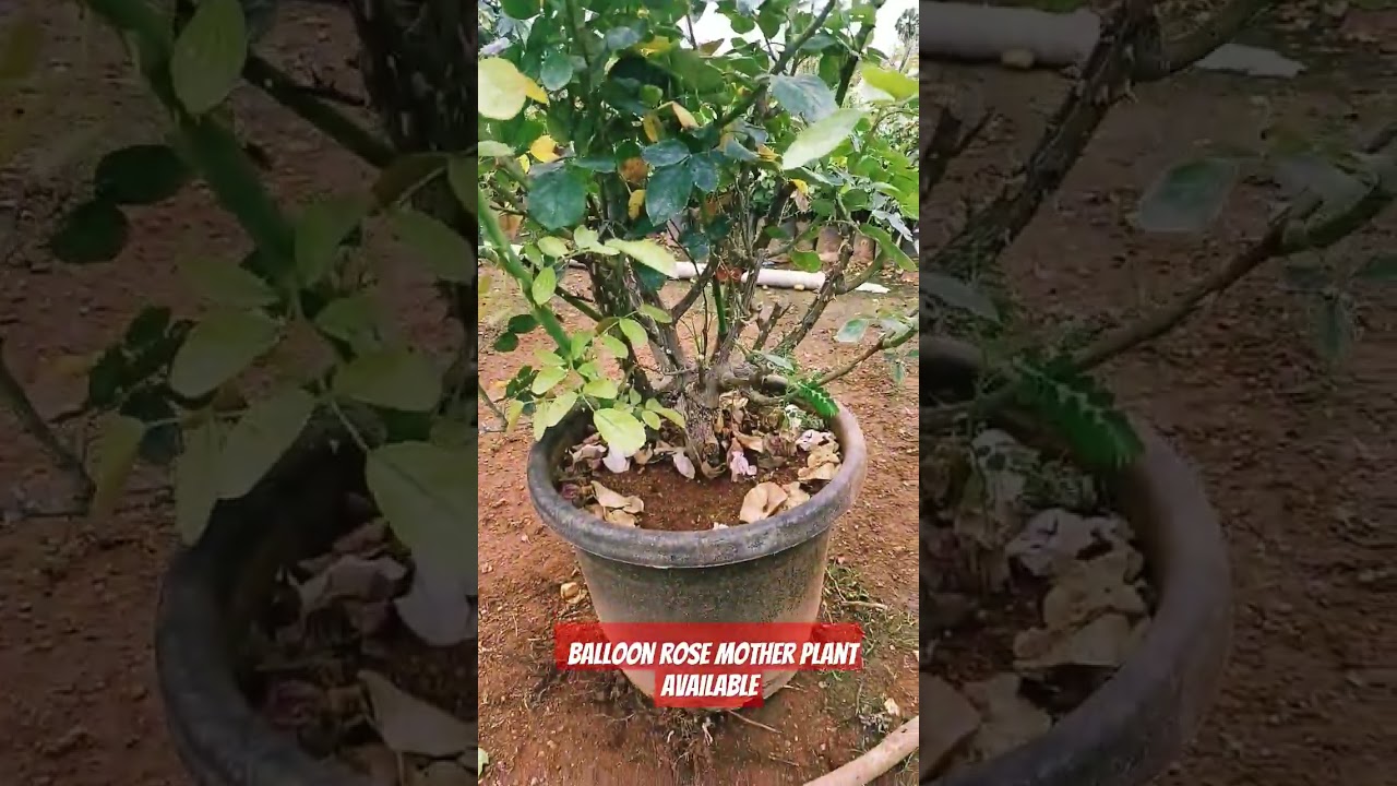 mother plant