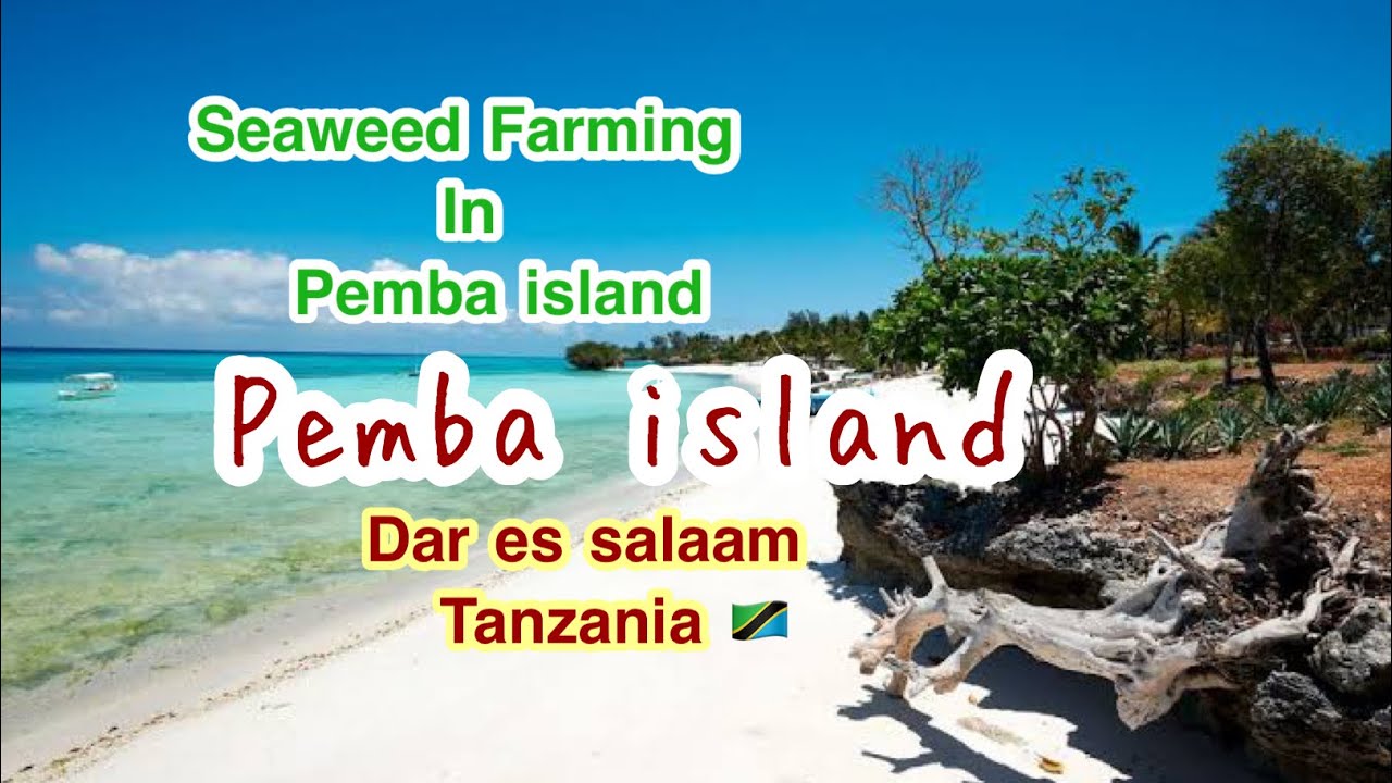 Seaweed farming #Pemba island 🏝 # Dar es salaam # Tanzania 🇹🇿 #walk on my track