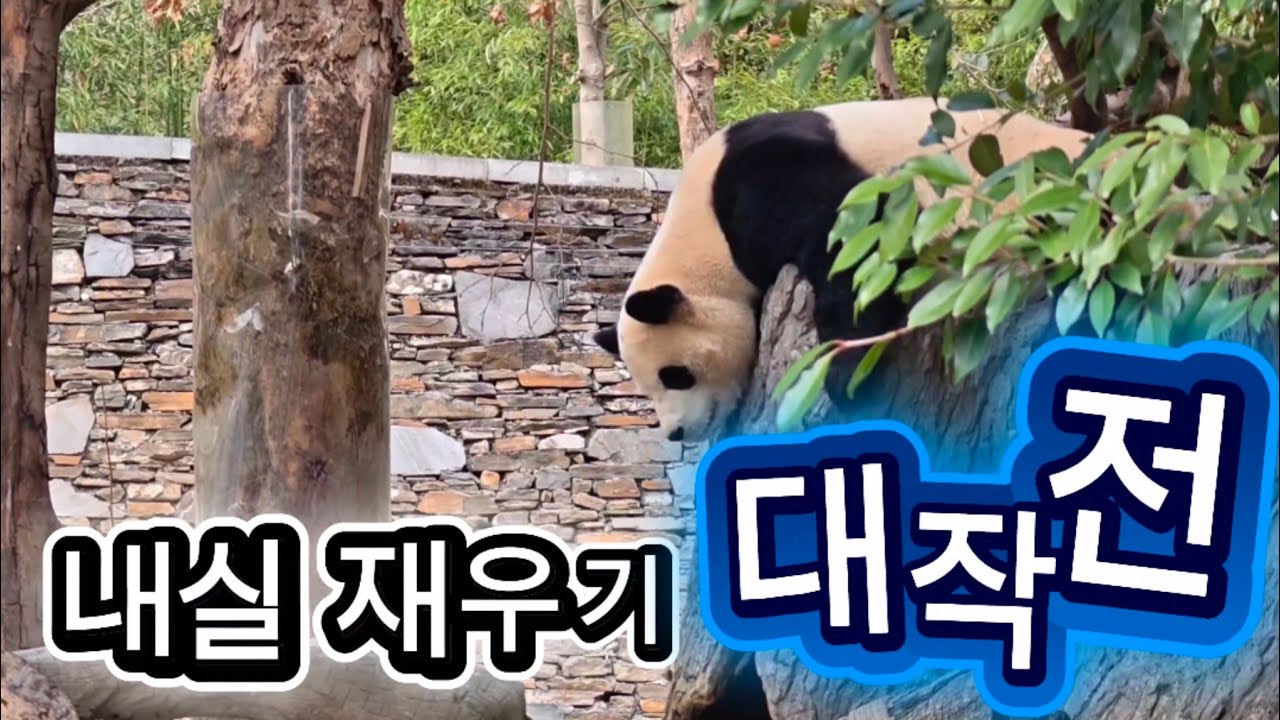 2/24 푸바오실시간 마감전 주연 : 판사육사 조연 : 후사육사  푸야 내실 재우기 대작전! 결과는??