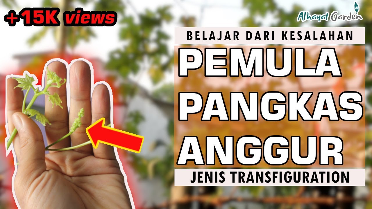Kesalahan Pemula Pangkas Pembuahan Anggur Transfigurasi || Grapes Pruning