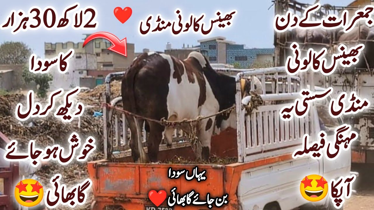 Bhains Colony Mandi Karachi Cattle Latest Position Soday & Bargaining Thursday 2April 2026 | Rain 🌧️