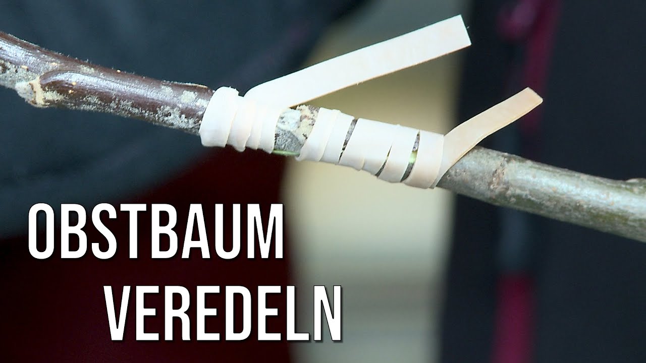Obstbaum kopulieren | veredeln | vermehren