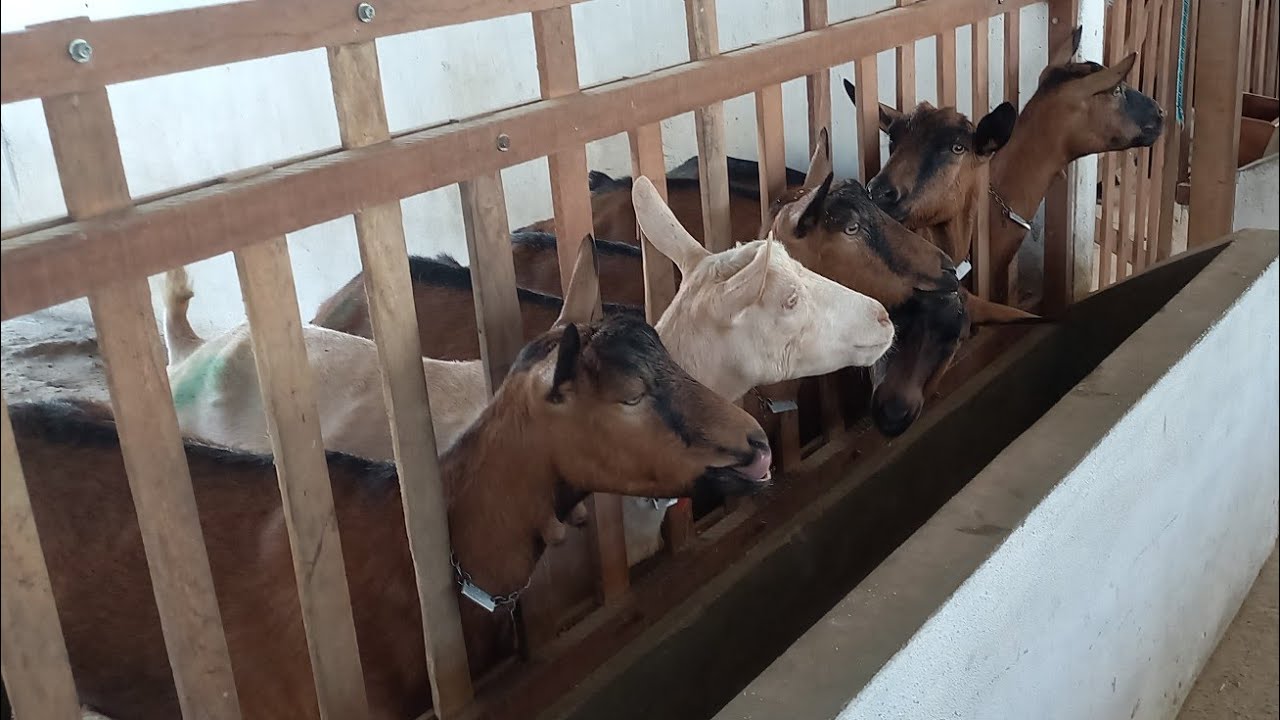 CRIAÇÃO DE CABRAS LEITEIRAS EM BOQUEIRÃO-PB RANCHO RECONSTRUÇÃO EDUARDO ESTÁ ANIMADO COM AS CHUVAS 