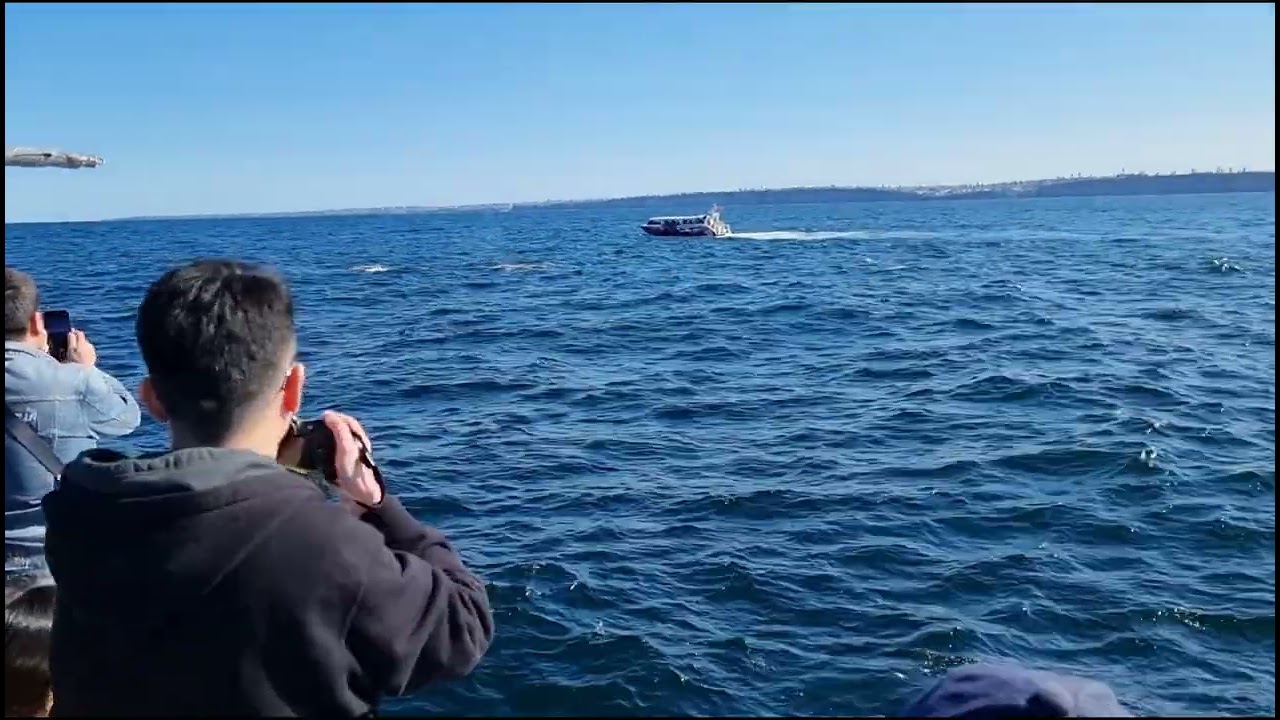 Whale Watching    Sydney Princess Cruises
