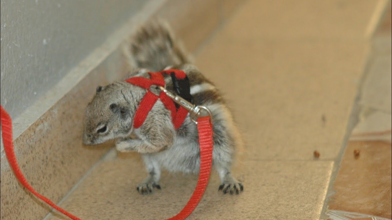 السنجاب المغربي|بعد مرور سنة من الترويض