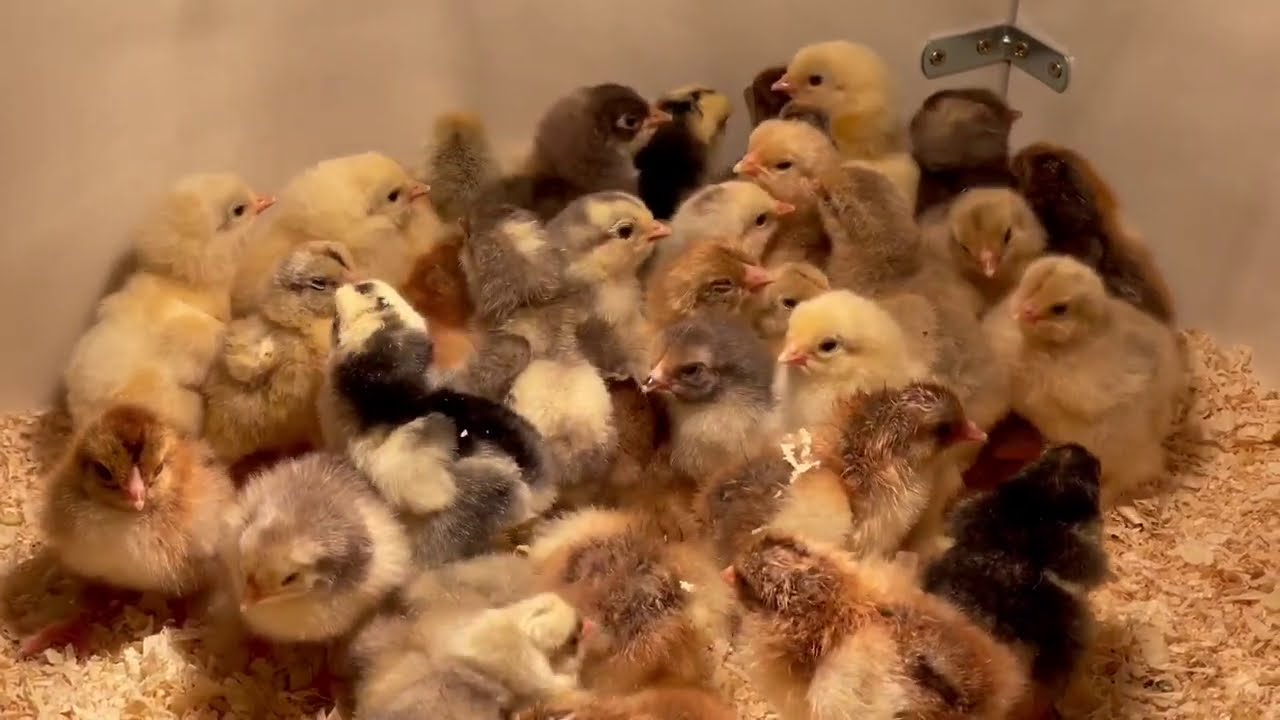 1ER POUSSIN 2021(BRAHMA COCHIN ORPINGTON)