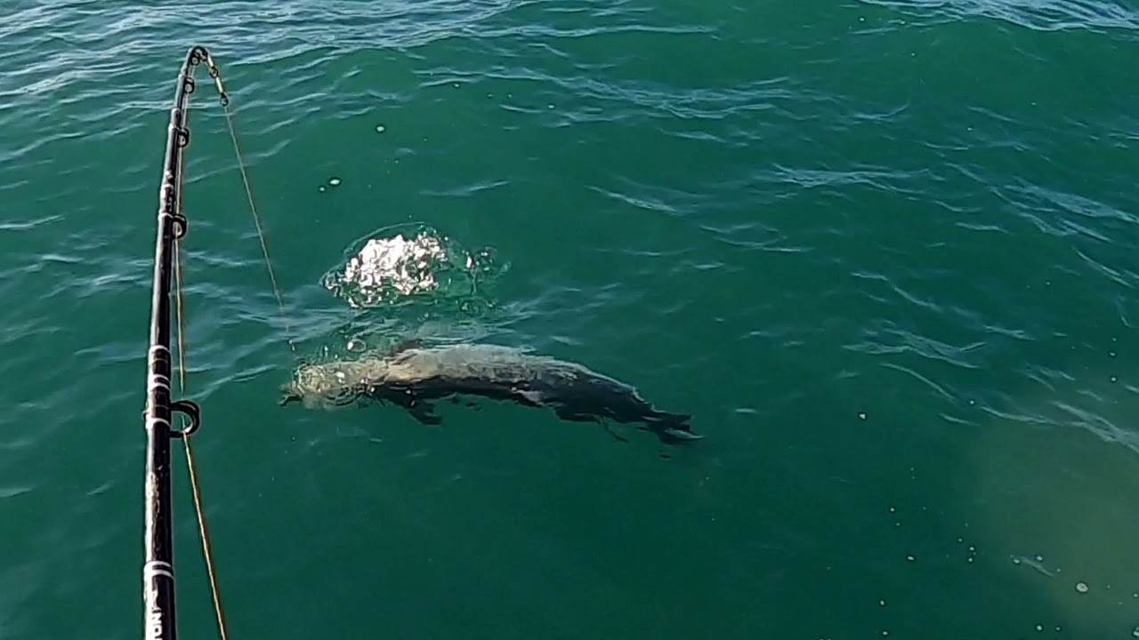 Spanish Mackeral Townsville Ep. 3 - Inshore Trolling
