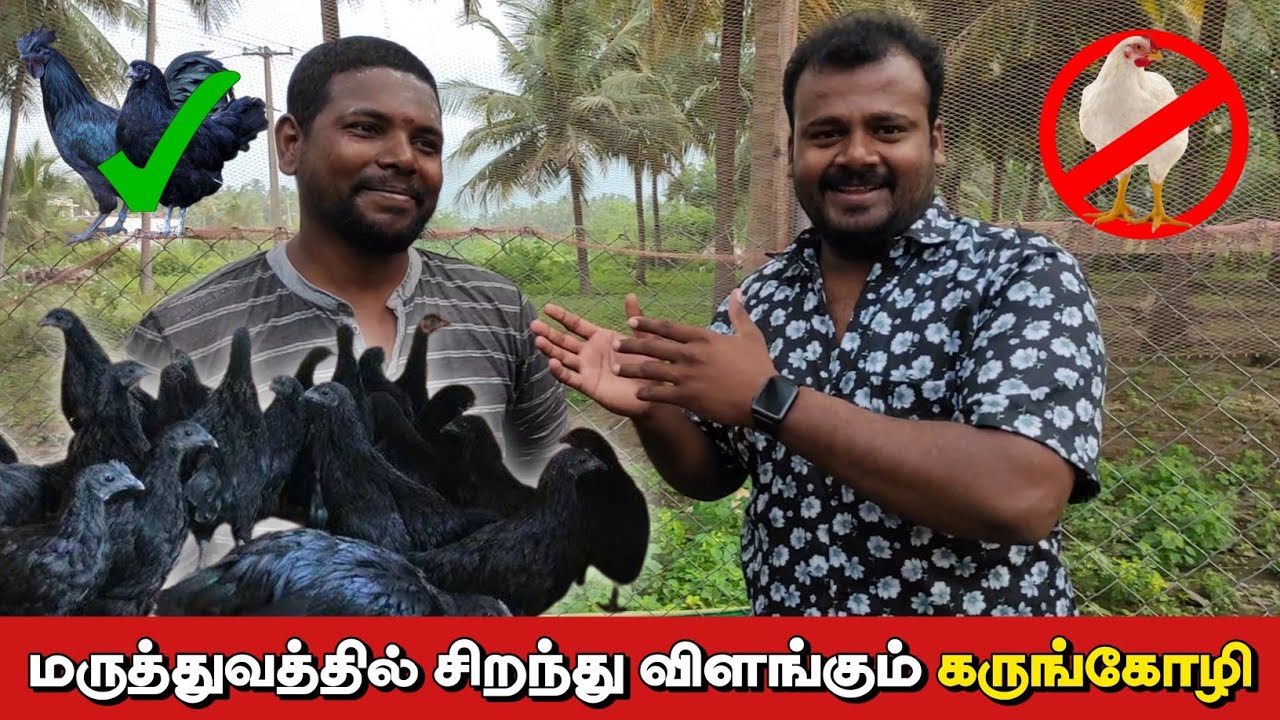 நோய் எதிர்ப்பு சக்தியை அதிகரிக்கும் கருங்கோழி இறைச்சி |
