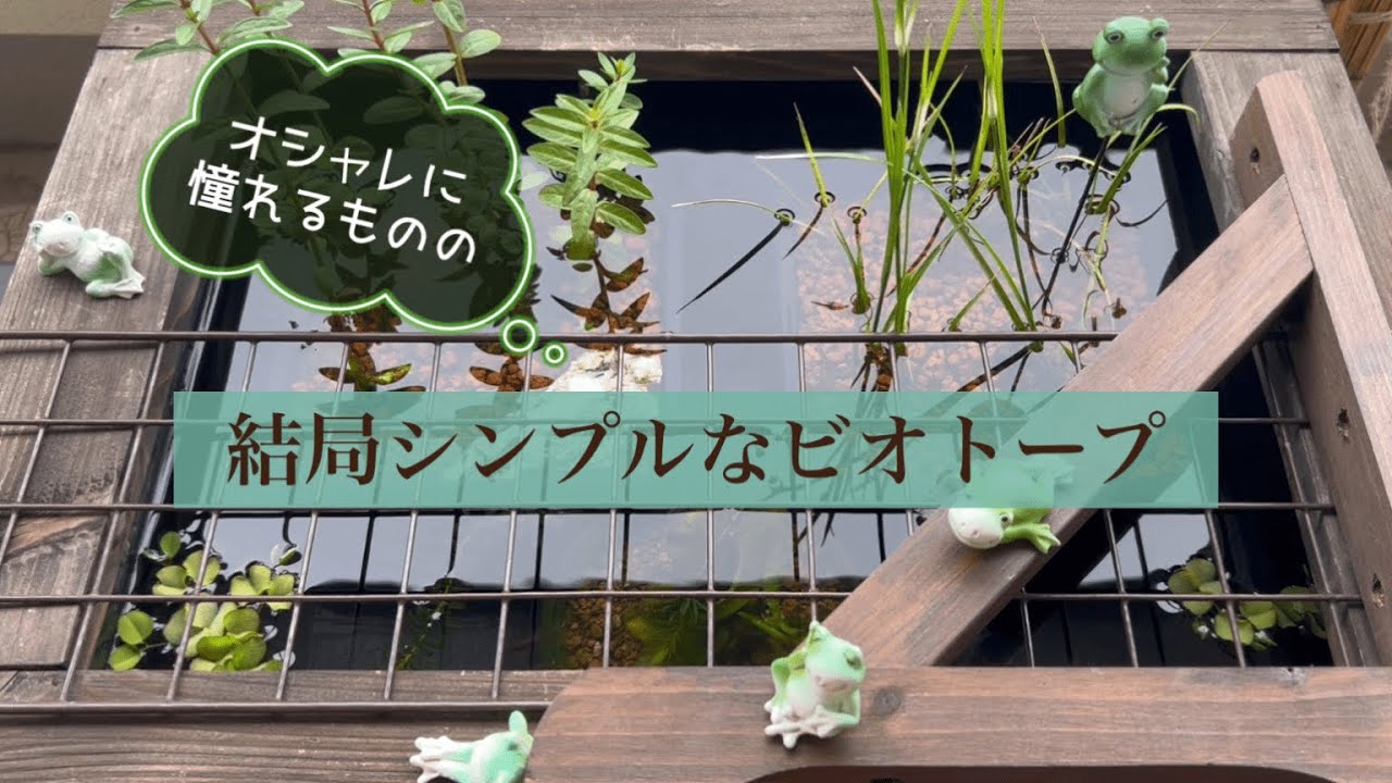 【めだか】NVボックス＆沈めるだけのスッキリ和風なビオトープ
