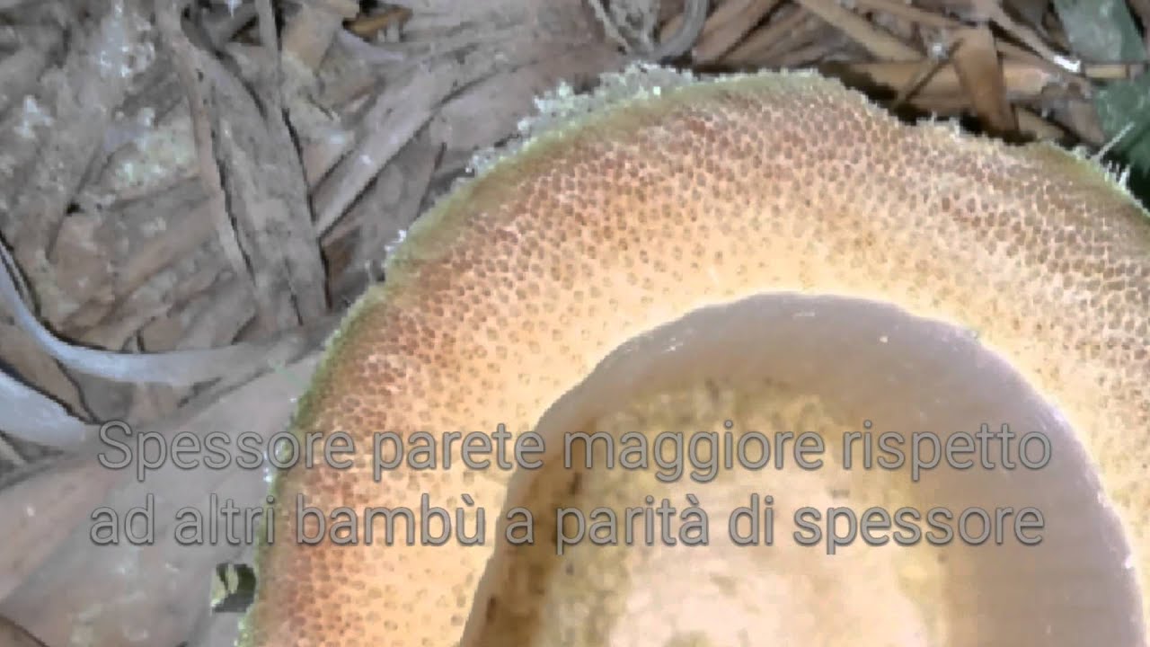 Impianto Coltivazione bambù gigante Madake