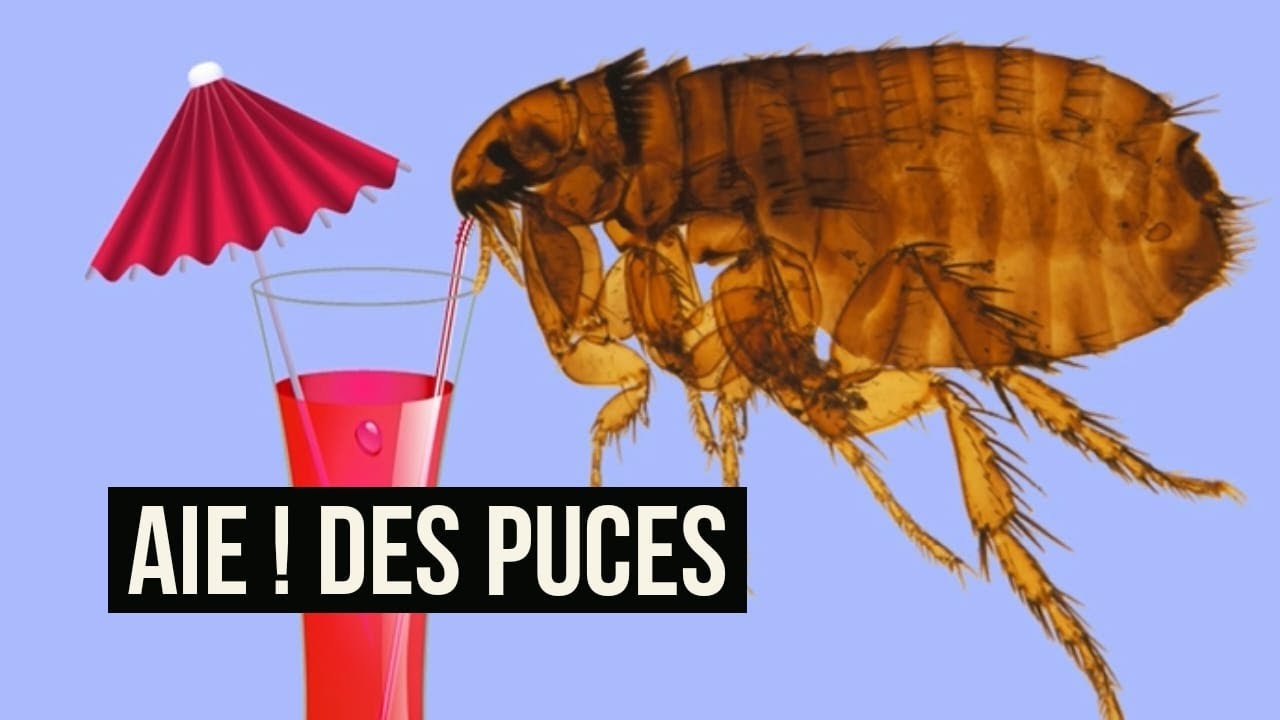 Qu'est ce qui attire les puces ?Comment pique la puce ? Informations sur ce parasite : la puce.