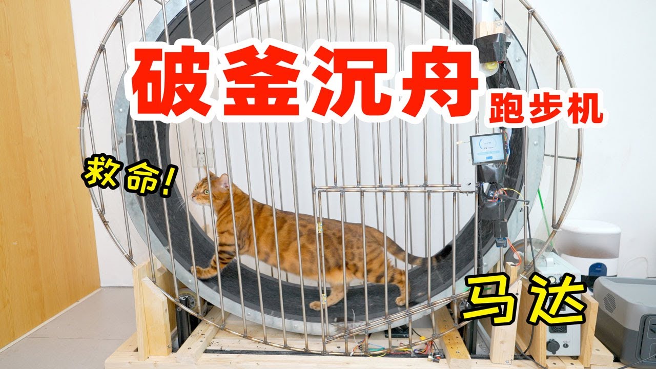 为20斤肥猫减肥，制做破釜沉舟跑步机 猫：放我出去！