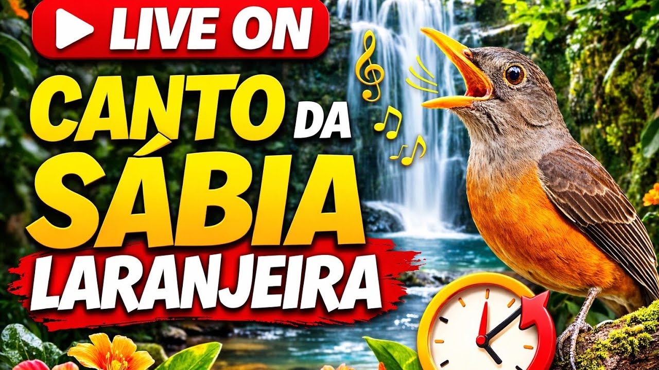 Canto Sabiá Laranjeira - Piedade Meu Deus Natureza e Animais #passaros #sabialaranjeira