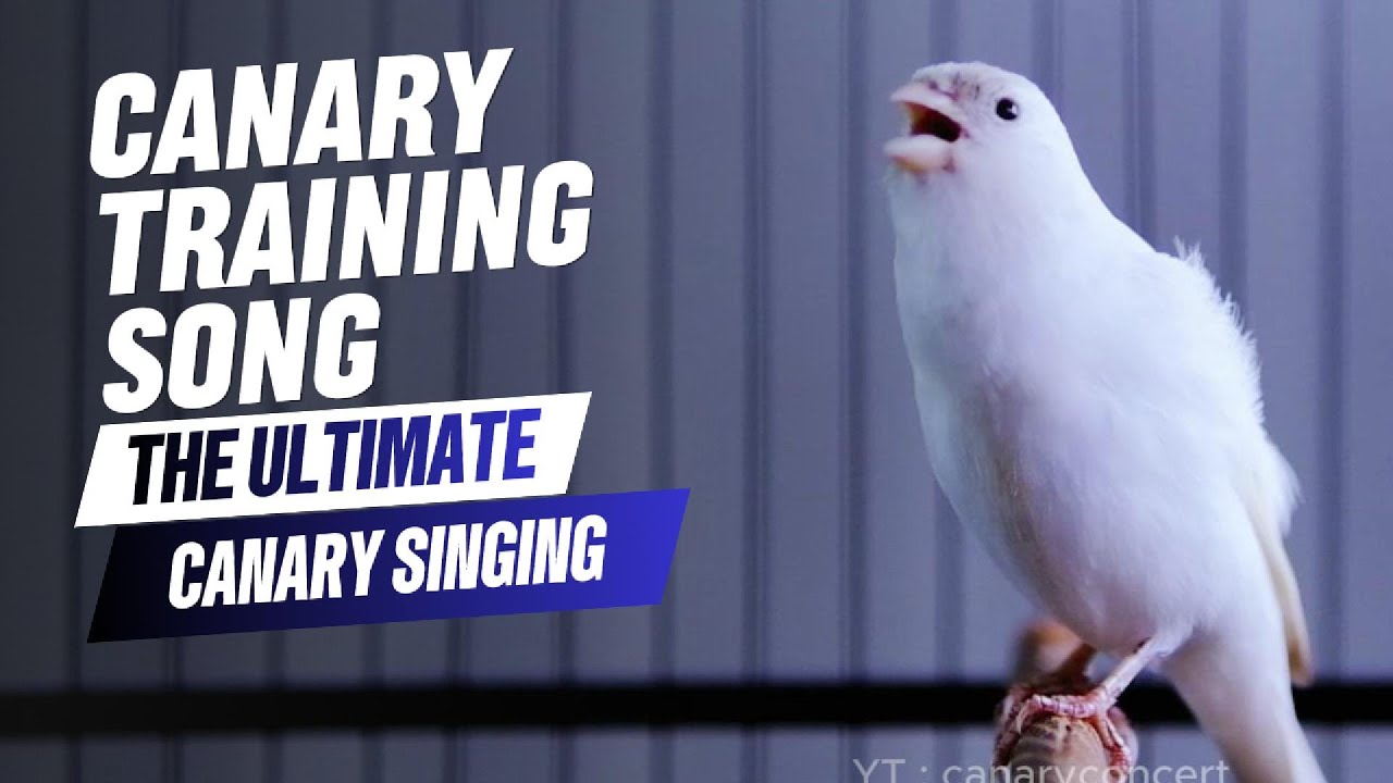 Canary singing birds sounds at its best | Melodies Canary bird song - Endless Canary Singing 