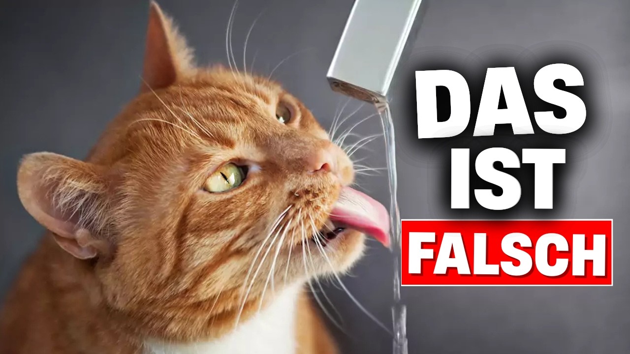 Tun Sie das, und Ihre Katze wird DOPPELT SO VIEL WASSER trinken! (Wissenschaftlich bewiesen)