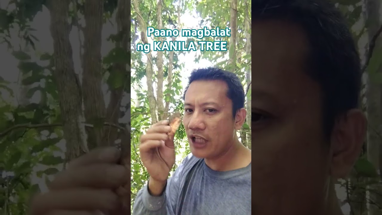 Unexpected Discovery: KANILA TREE Experienceherbal