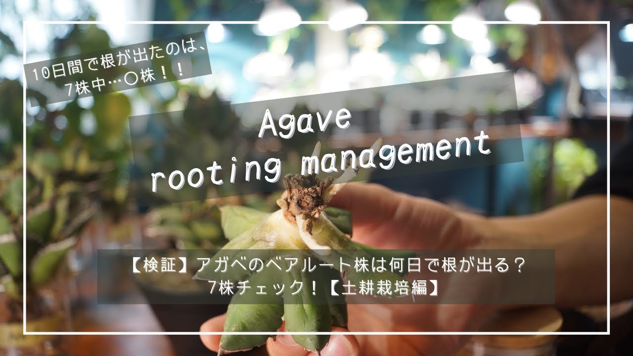 【検証】アガベのベアルート株は何日で根が出る？7株チェック！【土耕栽培編】