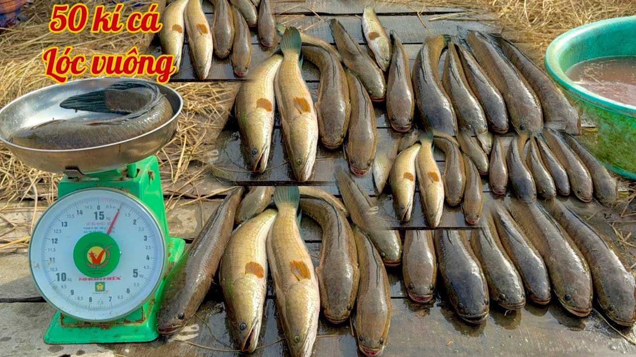 Cải Tạo Lại Vuông Bắt Hơn 100 Kí Cá Đối ,50 Kí Cá Lóc Toàn Con To •UMQT | #1036