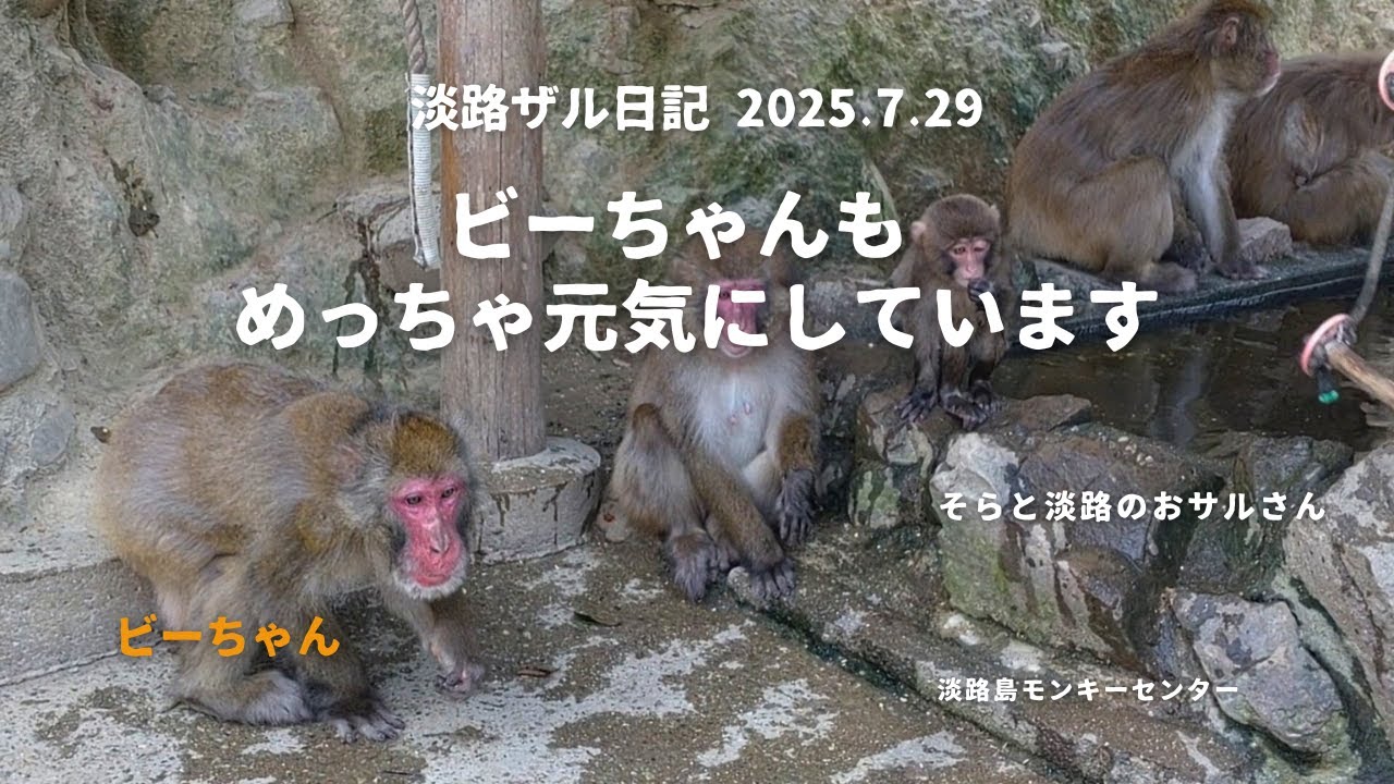 リーダー・ビッグの穏やかな午後と、赤ちゃん達のにぎやか夏あそび☆淡路ザル日記 2025.7.29【淡路島モンキーセンター】