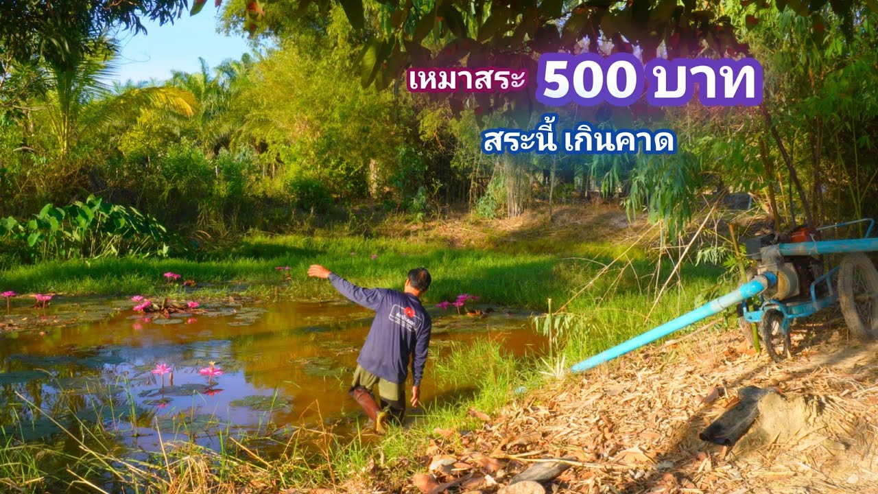 เหมาสระ 500 บาท สระเล็กๆ รกๆ ไม่คิดว่าจะเจอของใหญ่เเบบนี้ ทีเด็ดต้อนรับฤดูกาล / บ้านนอก EP.826
