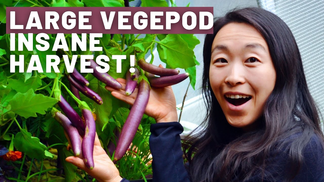 Our Large Vegepod Wicking bed! Is about to explode, check out our insane harvest | Tips on pests