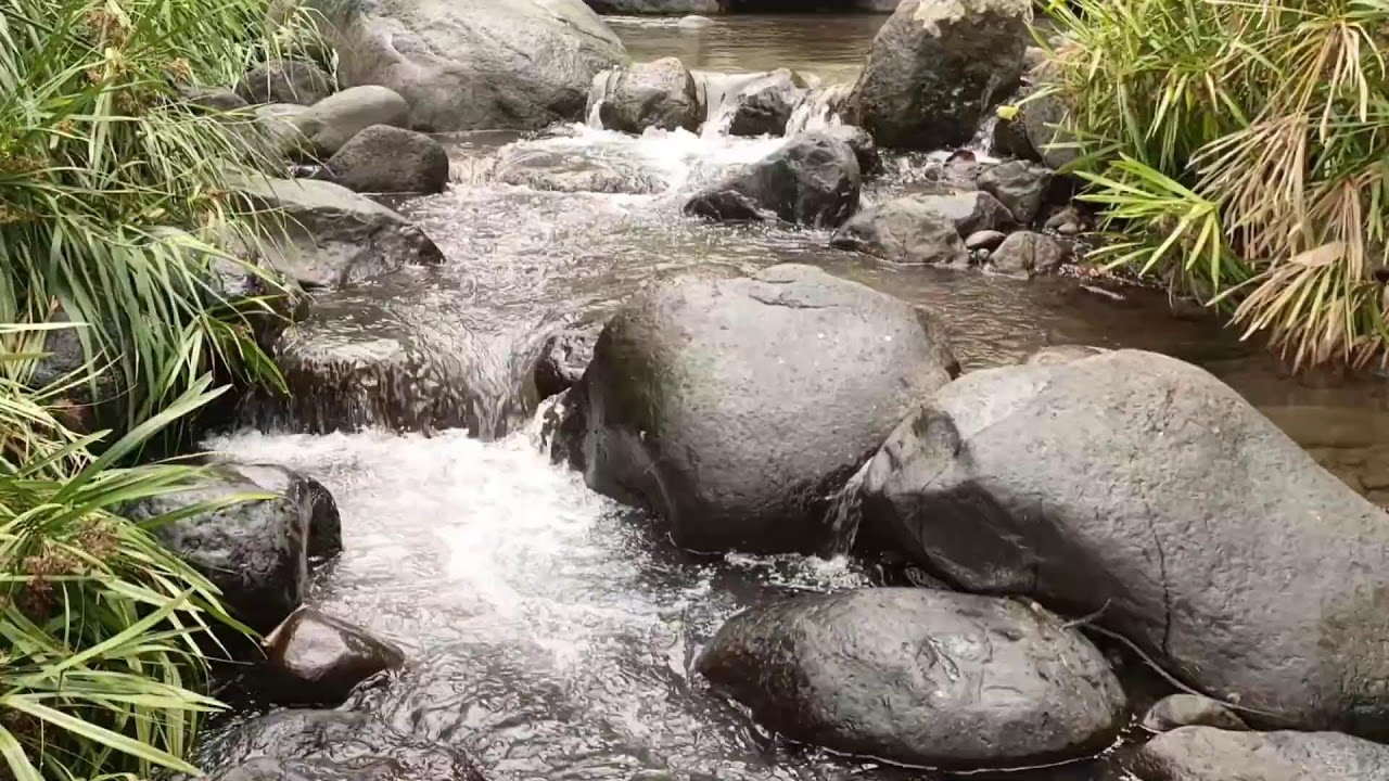 Forest River, Relaxing Nature Sounds l Sleep, Relax and Study Focus