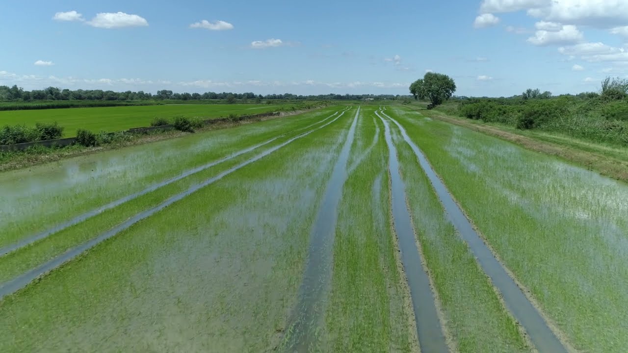 Automatisation des rizières en Camargue
