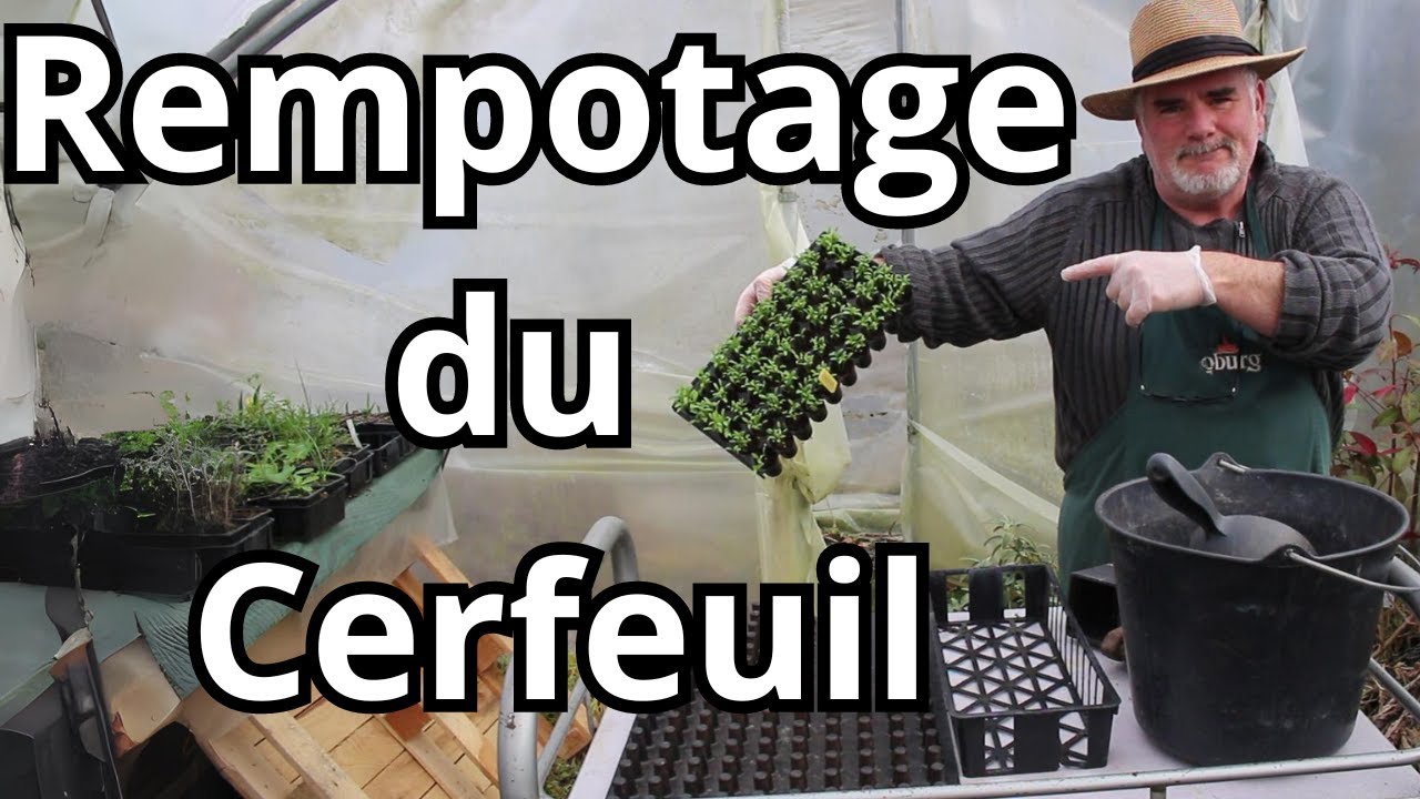 Grand-père disait toujours : 'Un Cerfeuil bien rempoté, c'est la clé !' Mais comment ?