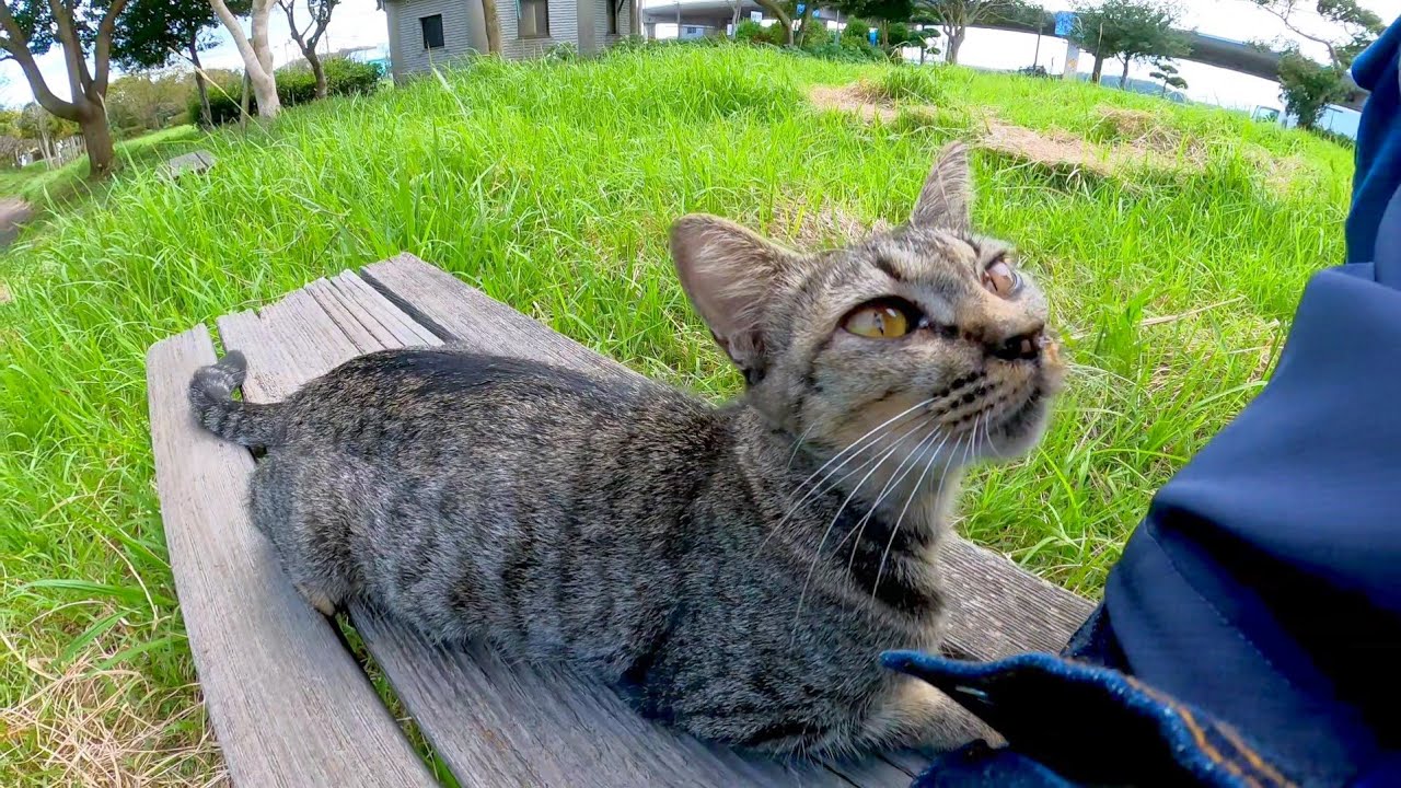 На скамейке был бродячий кот, поэтому, когда я его погладил, собралось много кошек