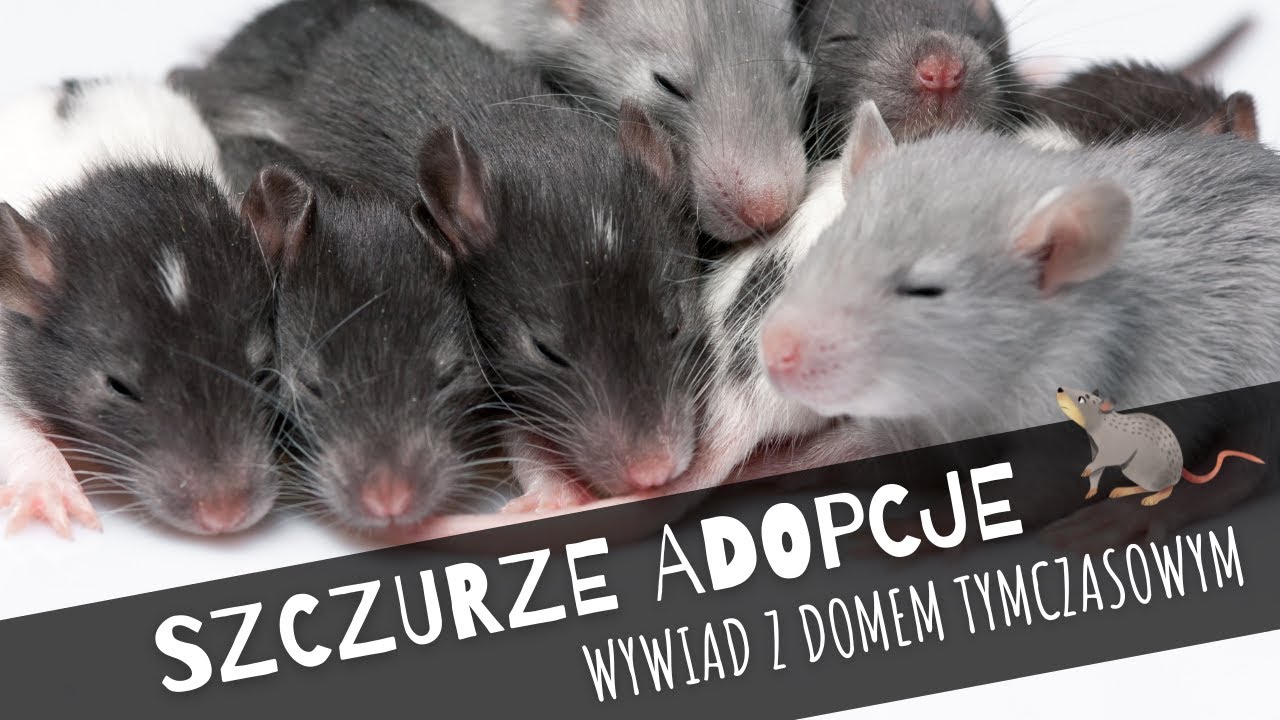 Adopcja szczurów z domu tymczasowego - wywiad z DT ALGIZ | Szczuromania #32