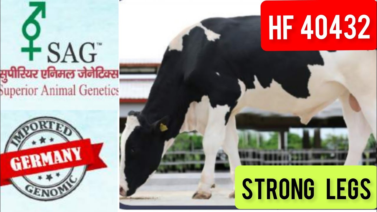 SAG 40432 MIDNIGHT BULL GERMANY IMPORTED🐄FULL INFORMATION🐄#mannfarms #dairyfarm #hf