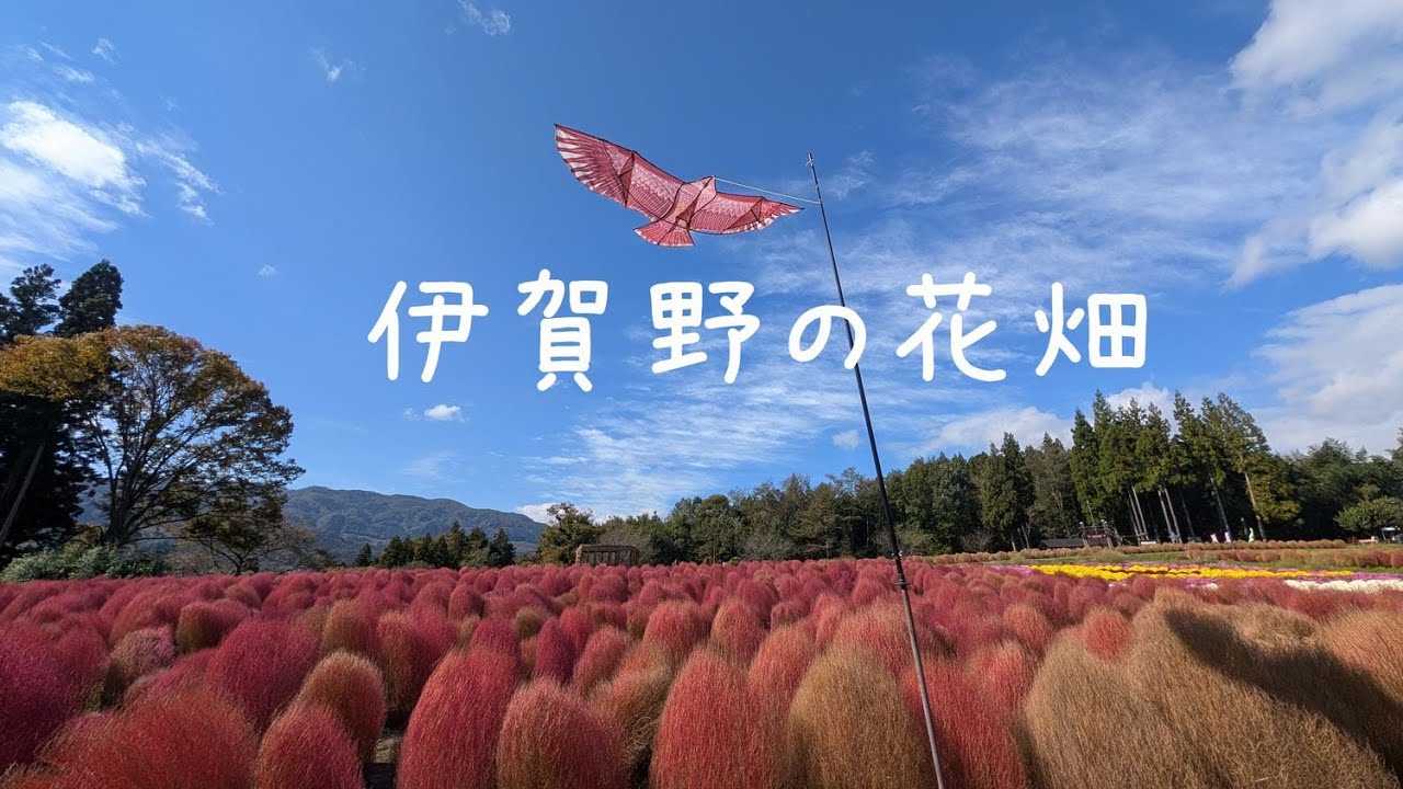 【伊賀野の花畑】秋晴れの休日にコキア（ほうき草）畑と小菊を観てきました！【群馬県みなかみ町】　#194  　2025/10/29