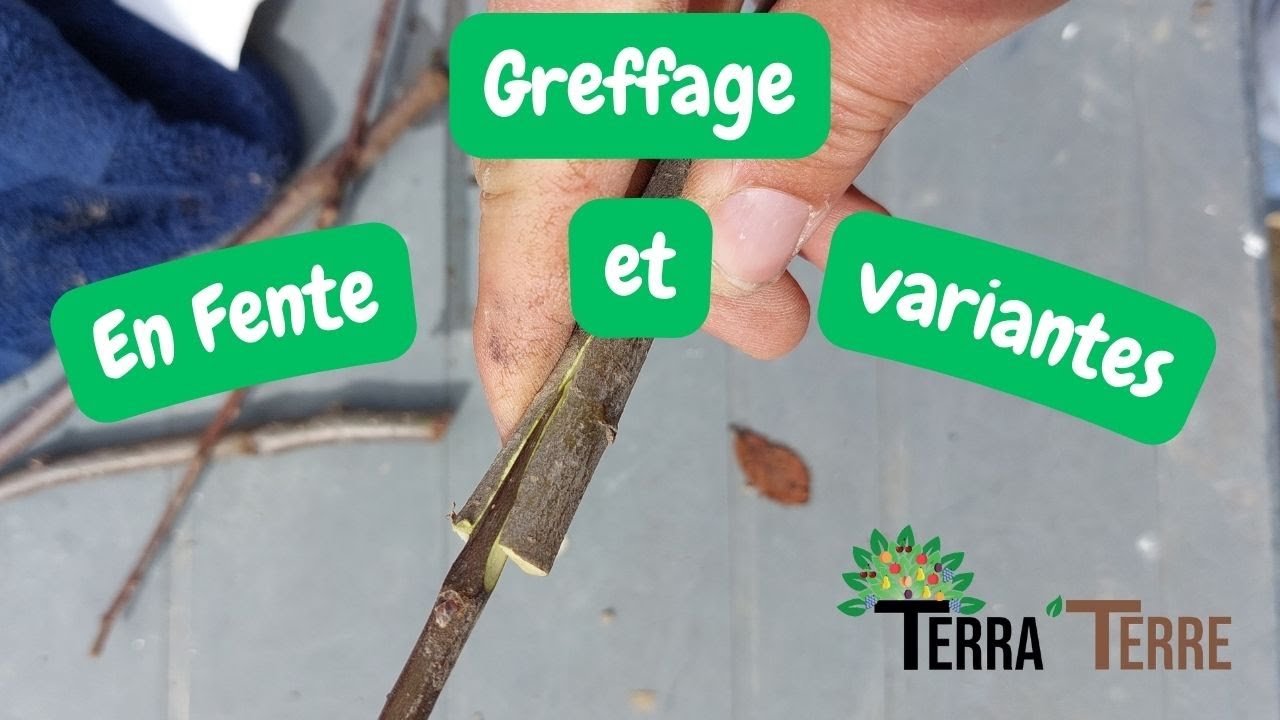 Greffe en Fente: Technique et variantes