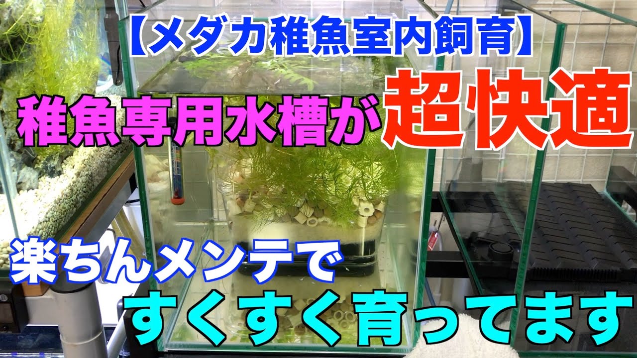 【メダカ室内飼育】稚魚専用水槽が快適すぎる！成長するエサのあげ方と楽ちんメンテナンス方法！
