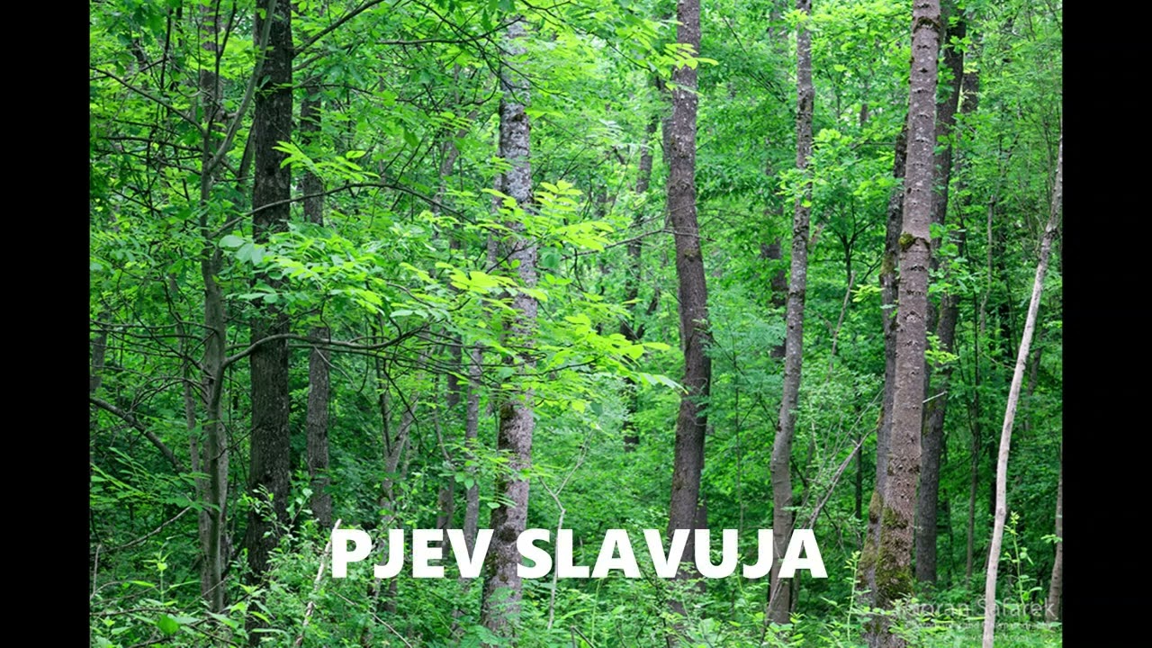 Pjev slavuja