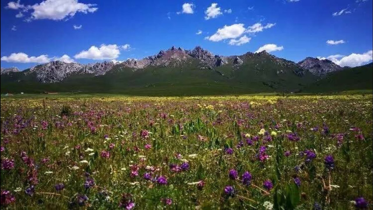 11 བདུད་བྷེའི་རྡུང་ལེན་གཅེས་བཏུས། 德白彈唱選集 Dubey's Tibetan Playing Anthology: Sadness  悲歌