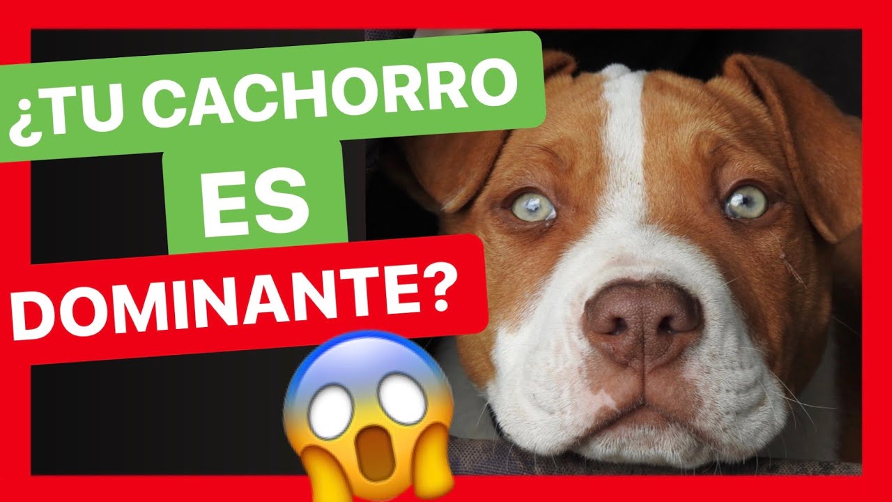 4 COSAS que te AYUDARÁN a SABER si tu CACHORRO ES DOMINANTE 🤔 ► APRENDE A IDENTIFICARLO ✅