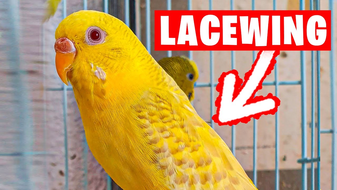 TODO SOBRE EL PERIQUITO LACEWING