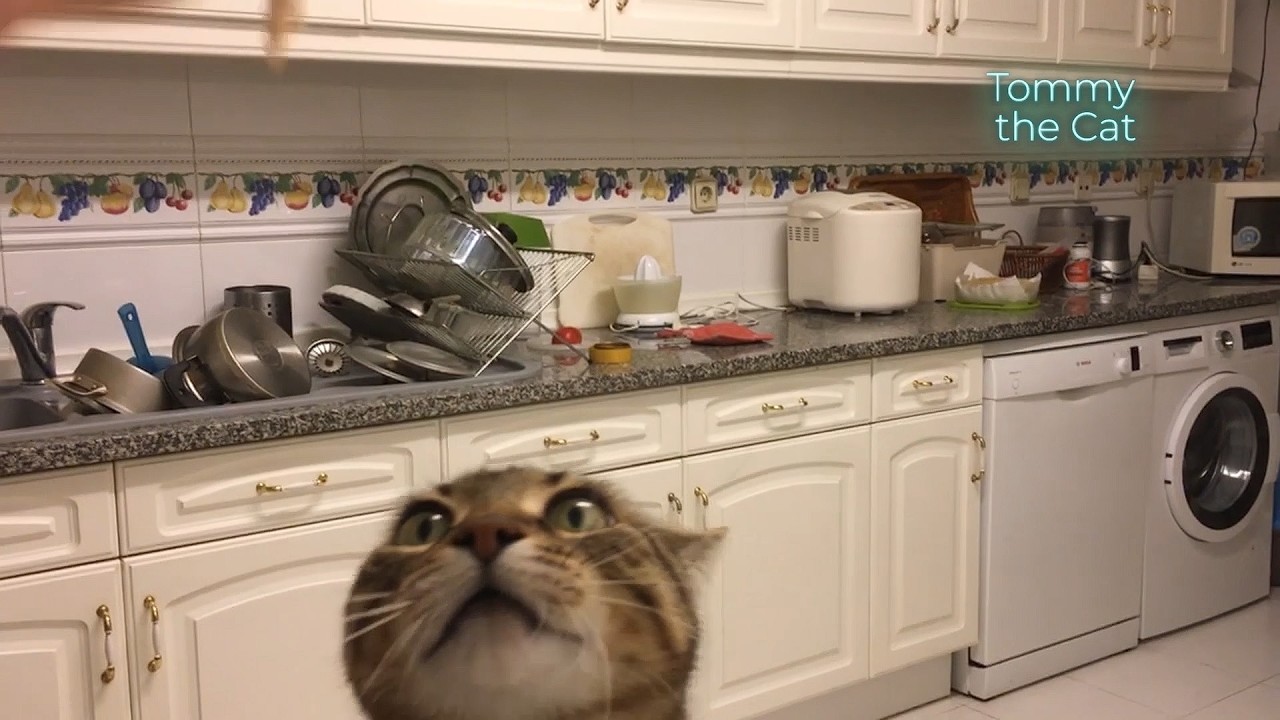 Cat realizes human is eating his favorite food. So he does something nobody's seen before
