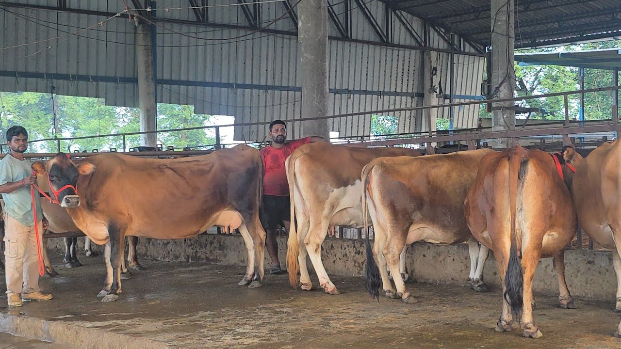 जर्सी गाय खरीदने वालों के लिए सुनहरी अवसर 1 फार्म में 40 गाय बेचने के लिए उपलब्ध cont75080 23218 