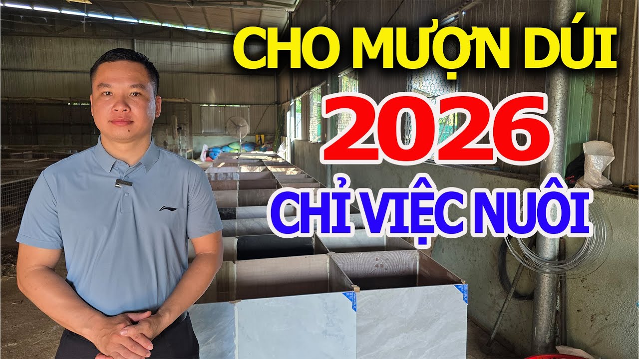 Hỗ Trợ Nuôi Dúi 2026: Không Thu Hồi Vốn – Bà Con Chỉ Việc Nuôi/ Trại Dúi Tây Nguyên