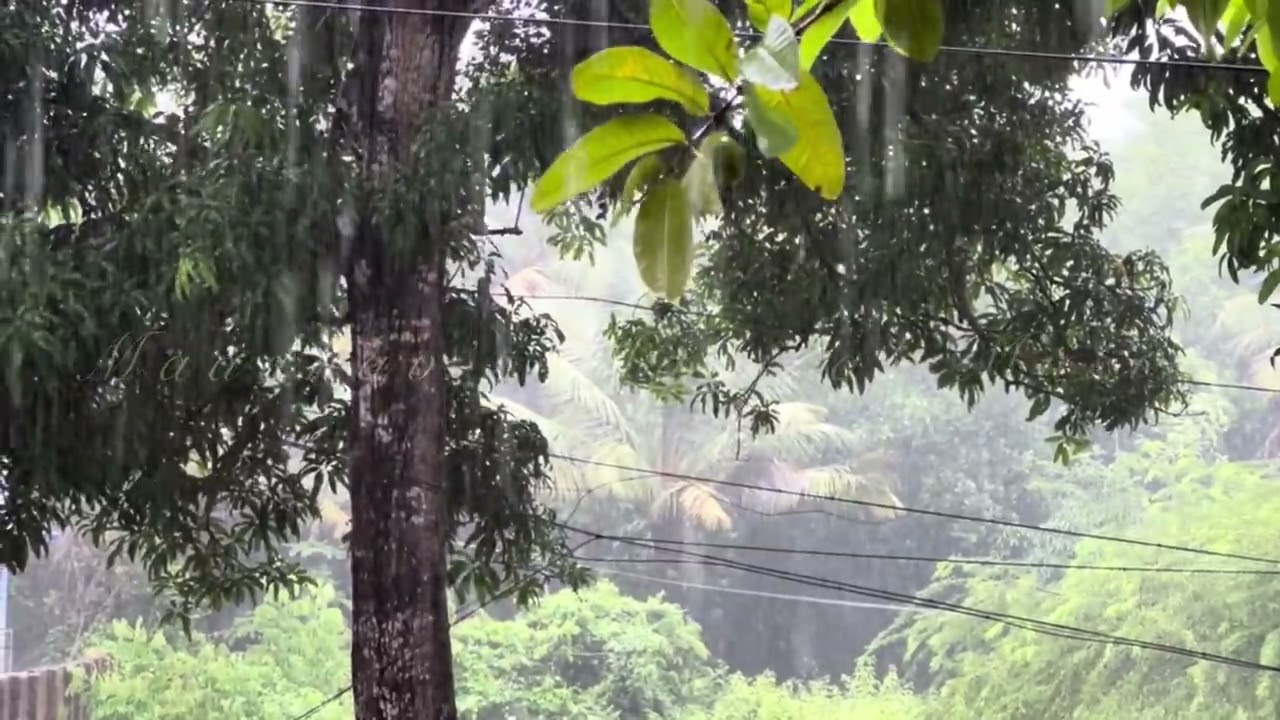 Real Sound of Nature - Rain in Kerala | Rain and Nature | sound of Rain | Nature Lover | Rainy Days