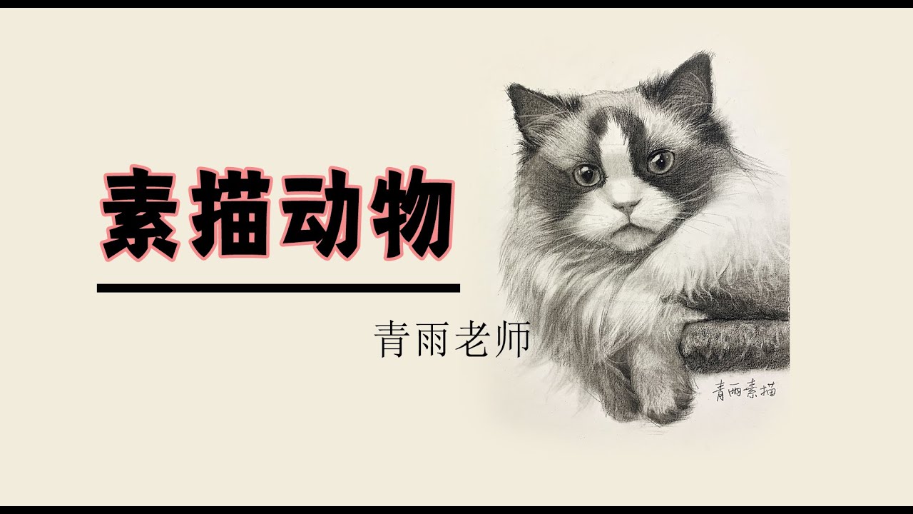 02 小猫起形方法的详细分析 跟着素描动物学起形