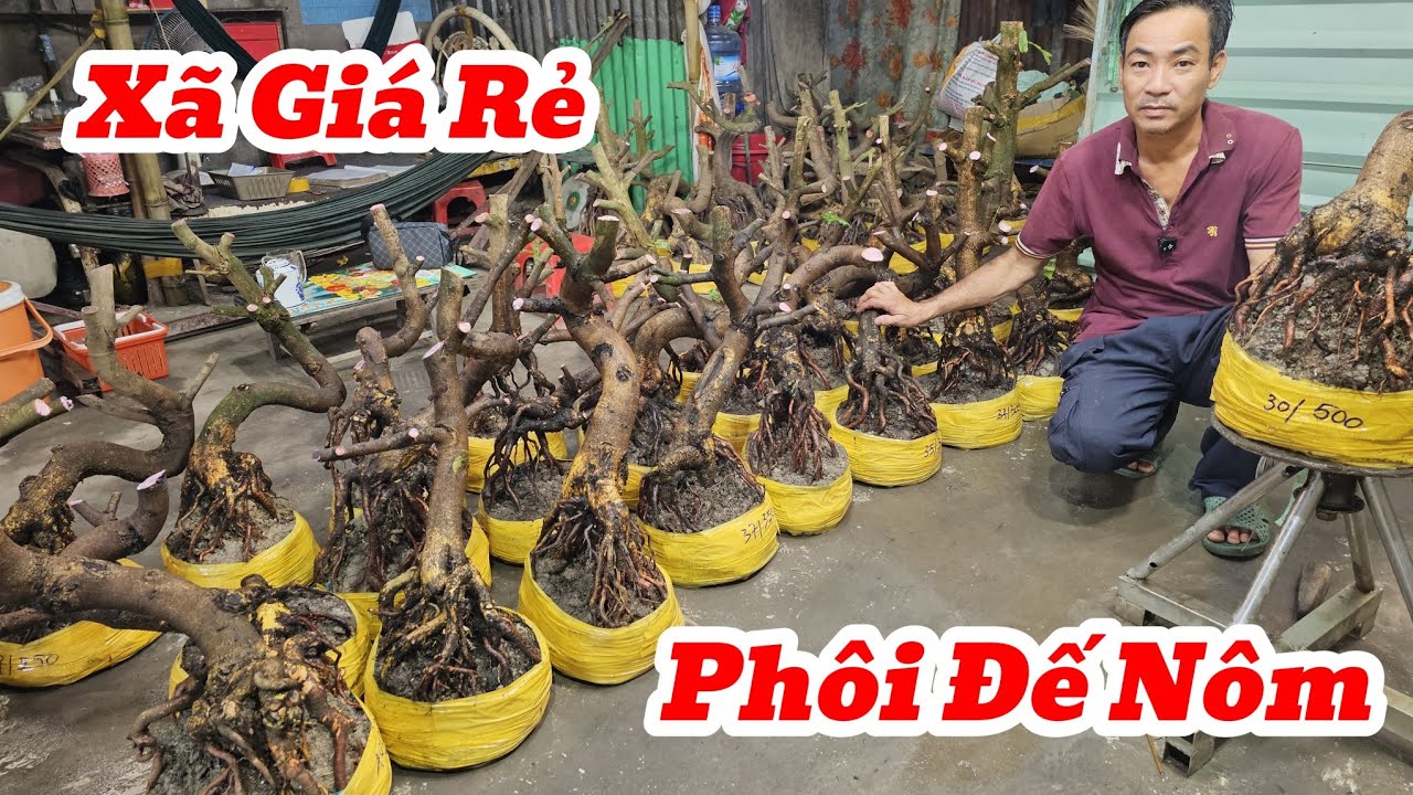 24/1☎️Mai Vàng Giá Rẻ☎️0392496865 Anh Hiếu☎️Xã Phôi Mai Đế Xổ Nôm Giá Mềm