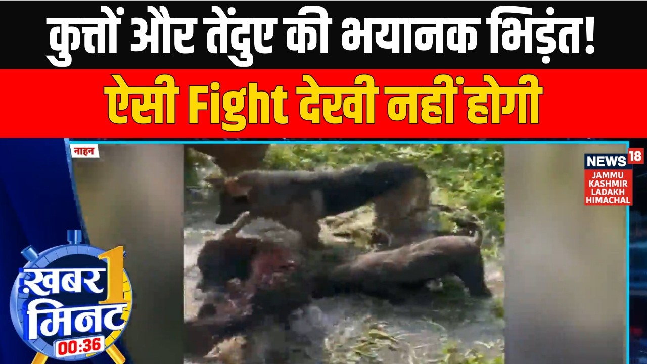 Ek Minute Mein Ek Khabar: कुत्तों और तेंदुए की भयानक भिड़ंत! ऐसी Fight देखी नहीं होगी | Top News