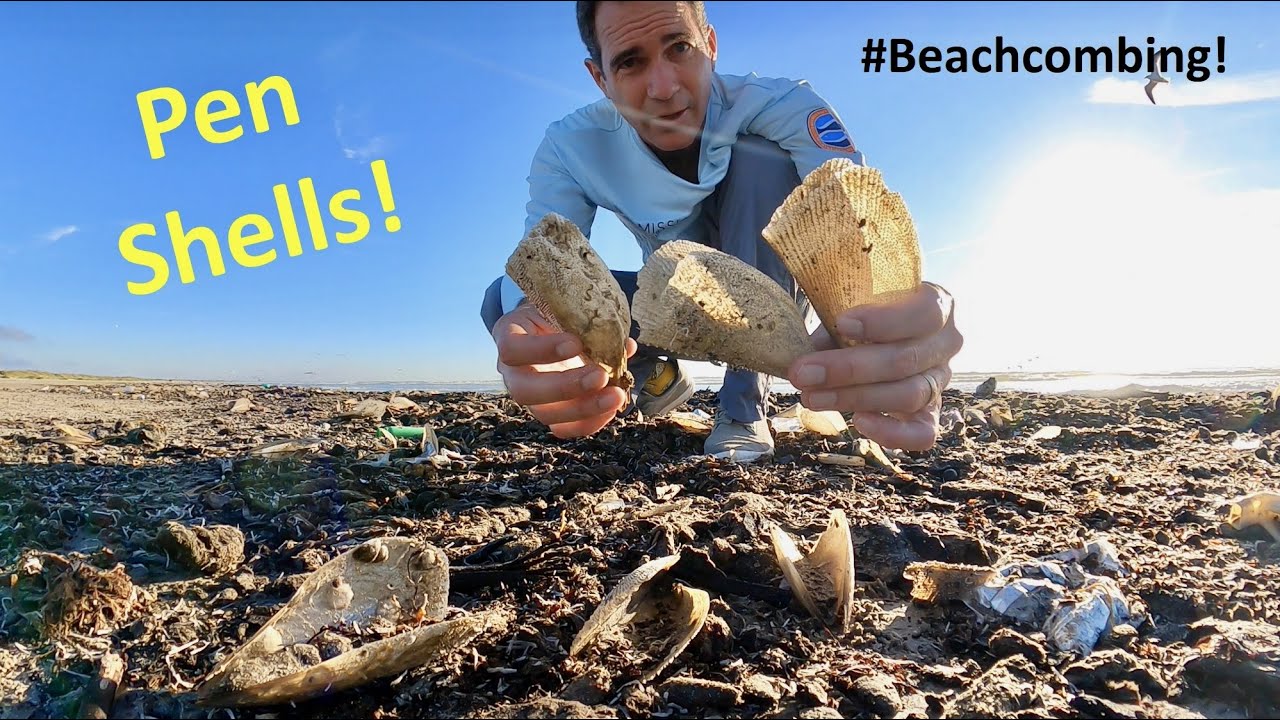 #Beachcombing - Pen Shells