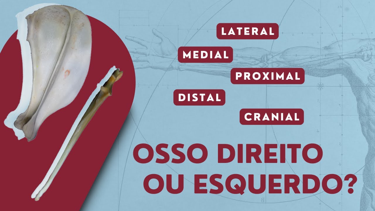 Como Identificar se o Osso é Direito ou Esquerdo? - Cão | Anatomia Veterinária | Anatomia Animal