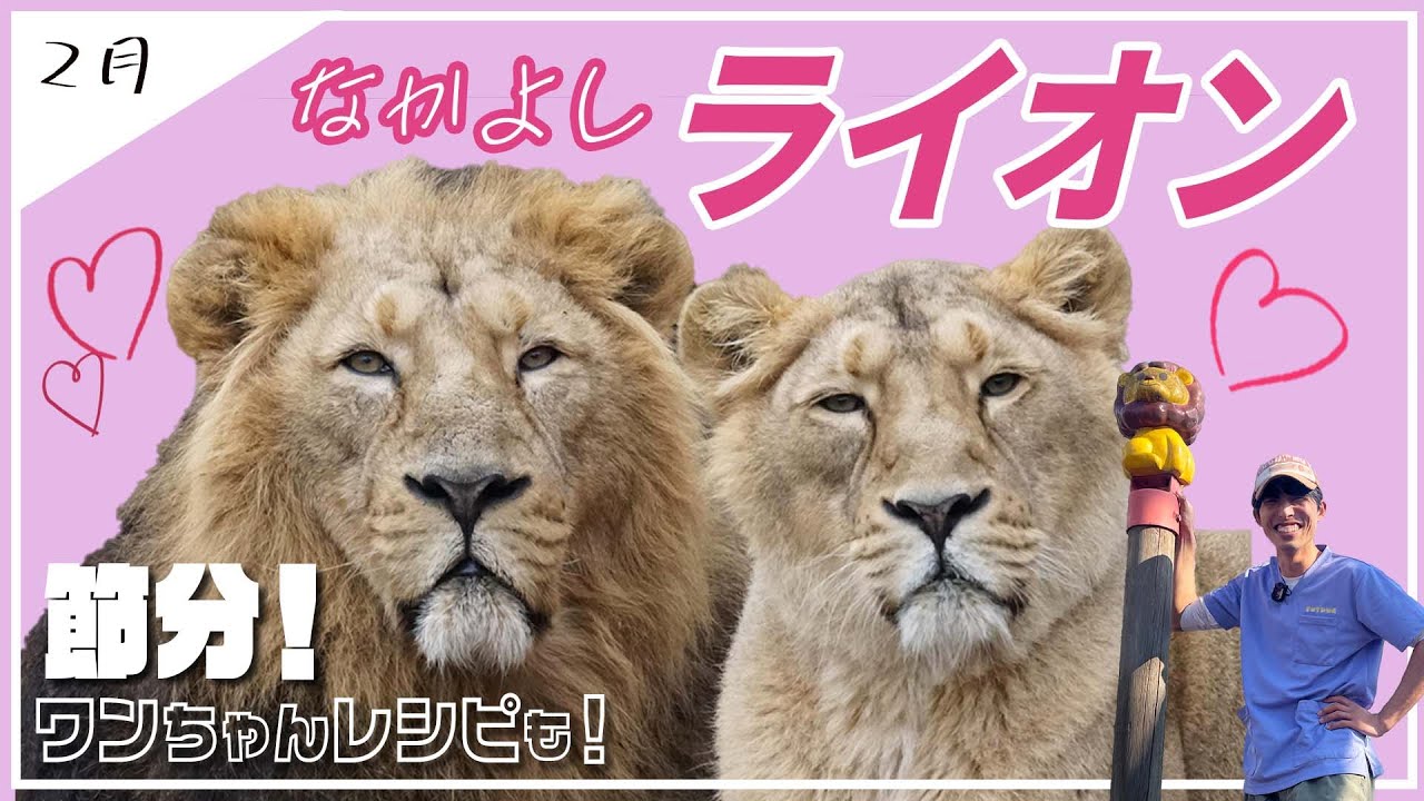 🦁 ガラス越しの絆！オスとメスの仲良しライオンに密着！