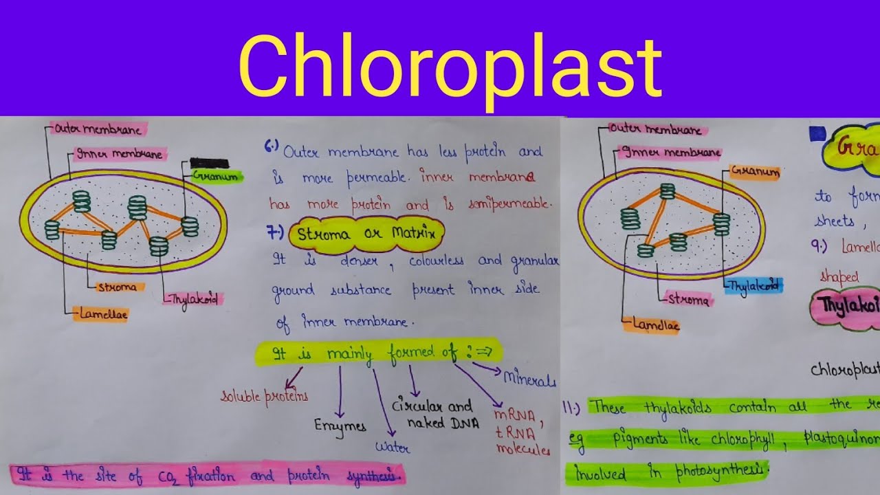chloroplast structure ||  chloroplast functions || chloroplast structure and functions