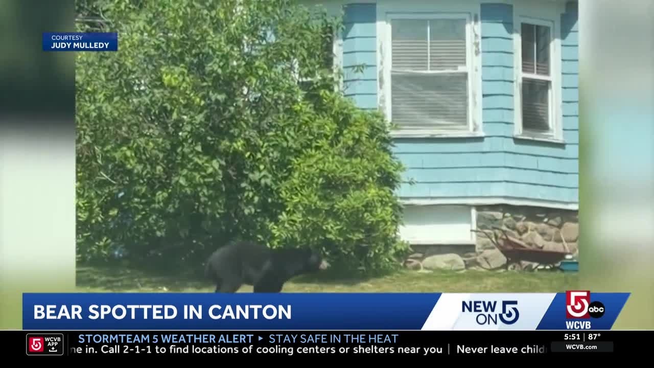 Black bears seen wandering in Canton, Randolph